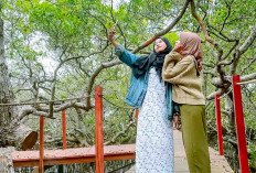 Wisata Hutan Mangrove Purba Jerowaru Lombok Timur Menggerek Ekonomi Masyarakat