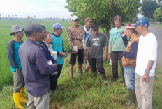 Usir Hama Tikus, Petani Bersama POPT dan PPL Desa L Sidoharjo Lakukan Pengendalian 