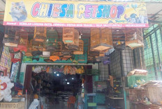 Temukan Segala Kebutuhan Hewan Peliharaan Anda di Chiesa Petshop Lubuk Linggau