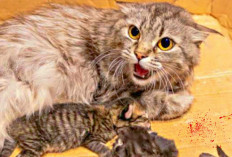 Ternyata Bukan Karena Lapar, Inilah 8 Alasan Kenapa Kucing Memakan Anaknya Sendiri