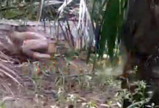 Bikin Masyarakat Cemas, Buaya Ukuran Besar Berkeliaran di Sungai Ketuan Musi Rawas