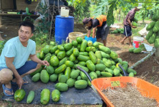 Petani Desa Satan Indah Jaya Kabupaten Mura berhasil Budidaya Pepaya California