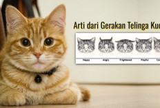 Banyak yang Belum Tahu, Inilah Gerakan Telinga Kucing yang Memberikan Banyak Arti 