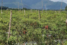 Sebelum Membudidaya, Petani Harus Tahu Tentang Penyakit dan Hama Tanaman Cabai