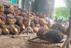 Harga TBS (Tandan Buah Segar) Kelapa Sawit Alami Kenaikan Harga di Megang Sakti, Tembus Rp 2.750