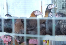 Kisah Sukses Peternak Ayam Kampung Probiotik 