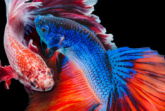 7 Fakta Unik Ikan Cupang, yang Tahan Banting Serta Punya Sifat Agresif 