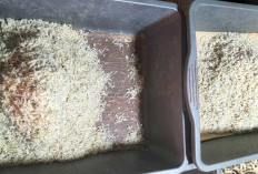 Teri Nasi Pasar Inpres Laris, Gurihnya Cocok Jadi Lauk Favorit