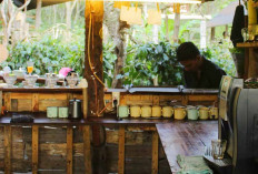Bukan Sekadar Ngopi, Sensasi dan Rasakan Kopi Tradisional di Dataran Tinggi Gayo