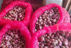 Harga Bawang Merah Naik Rp44.000 hingga Rp48.000 Per Kg 