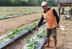 Musim Kemarau Biaya Produksi Tanaman Semangka Membengkak Ini Penyebabnya