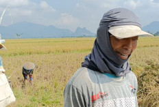 Yanto Petani Desa Mataram Keluhkan Hasil Produksi Tanaman Padi Miliknya Turun, Akibat Serangan Hama WBC