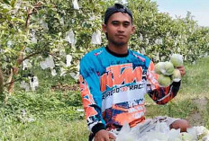 Dari Budidaya Jambu Kristal Warga Desa P1 Mardiharjo Musi Rawas Raup Cuan Puluhan Juta Perbulan