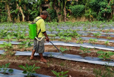 Petani Desa Satan Indah Jaya Lakukan Ini, Untuk Meningkatkan Hasil Produksi Tanaman Terong