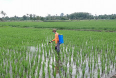 PPL Desa Sidoharjo, Ingatkan Petani Selalu Waspada Terhadap OPT 