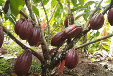 Sulit Memasarkan Produk Coklat Bamasko Megang Sakti Kini Jarang Diproduksi