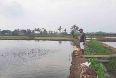 Sering Terkendala Biaya Produksi, Warga Mataram Musi Rawas ini Tetap Tekuni Usaha Budidaya Ikan