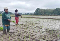 Untuk Tercapainya LTT di Desa Sidoharjo Petani Diminta Lakukan Percepatan Tanam