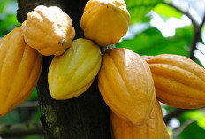 Kemenkeu Siap Bantu Peremajaan 5.000 Hektare Kebun Kakao