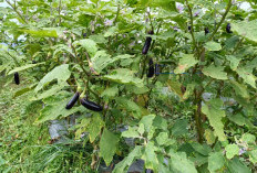 Ini yang Harus Dilakukan Jika Tanaman Terong  Diserang Hama dan Penyakit  