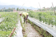 Petani Tanaman Genjer Desa C Nawangsasi Musi Rawas Petani Beralih Menanam Cabai Karena Harga Lebih Menjanjikan
