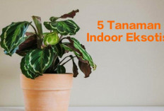 5 Jenis Tanaman Indoor Eksotis yang Sangat Disarankan untuk Jadi Dekorasi Rumah Mewah