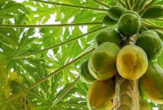 5 Buah yang Aman Dikonsumsi Pengidap Diabetes, Salah Satunya Pepaya
