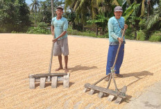 Harga Jagung di Musi Rawas Mulai Naik, Tapi Sayang