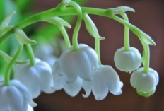 Inilah 8 Macam Tanaman Hias Dengan Keindahannya Bunga Putih dan Kelopak Yang Kecil