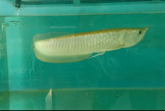 Ikan Arwana Silver Masih Menjadi Primadona di Jaya Aquatic Lubuklinggau
