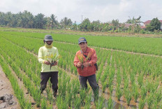 Tanaman Padi di 5 Kelurahan Diserang Penyakit Kerdil Rumput