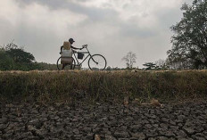 BMKG Prediksi El Nino Berlangsung Setahun, Kemarau 2026 Lebih Kering Dibandingkan 30 Tahun Terakhir