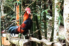 Dari Hobi Ternak Ayam Berugo, Warga Sukakarya Musi Rawas Raup Jutaan Rupiah 