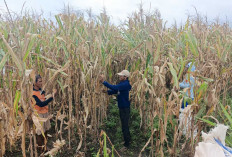 Harga Jagung Pakan Ternak di Musi Rawas Membaik, Petani Sambut Positif