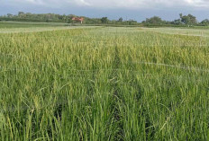 Petani di Tugumulyo Musi Rawas Mulai Semangat Tanam Padi