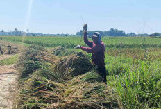 Petani di Musi Rawas Sumringah, Hasil Panen Berlimpah 