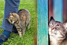 Ini 5 Alasan Tak Terduga Kenapa Kucing Suka Menggosokkan Wajahnya ke Suatu Benda dan Kaki Pemiliknya