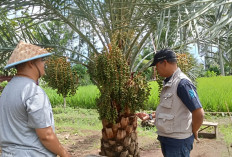 Heboh! Pohon Kurma di Kota Pagar Alam Berbuah Lebat, Warga Berbondong-bondong Melihat Langsung