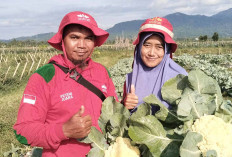 Tingginya Permintaan, Petani Musi Rawas Beralih Tanam Kembang Kol 