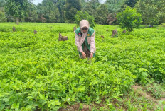 Catat, Ini Hal yang Perlu Diperhatikan Petani saat Budidaya Tanaman Kacang Tanah