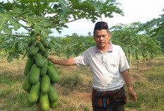 Petani Pepaya di Musi Rawas, Buktikan Pemilihan Bibit Yang Berkualitas Memghasilkan Buah yang Berkualitas