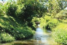 Berharap Distribusi Air Irigasi di Musi Rawas Lancar, Petani Dukung Rehabilitasi DI Air Satan