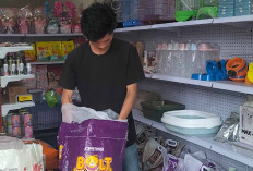 Makanan Kucing Curah vs Kemasan, Mana Lebih Baik untuk Hewan Peliharaan?