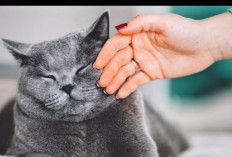 Kenapa Warga Jepang Diperingatkan untuk Tidak Menyentuh Kucing ? Begini Fakta dan Alasannya
