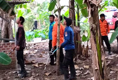 Ular Kobra 2 Meter Lebih Tak Sempat Dievakuasi, DPKPPB Kota Lubuk Linggau Imbau Pengunjung Bendungan Watervang