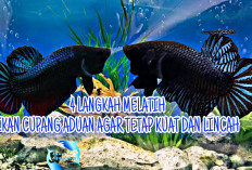 Inilah 4 Langkah Melatih Ikan Cupang Aduan agar Tetap Kuat dan Lincah