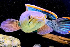 5 Fakta Unik Ikan Channa yang Wajib Kalian Ketahui Sebelum Memeliharanya, Yuk Simak Disini!