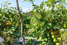 Ini Cara Atasi Serangan Hama Ulat Grayak pada Tanaman Tomat 