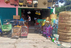 Henz Bird Shop, Solusi Terbaik untuk Penghobi Burung di Kota Lubuk Linggau