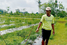 Petani di L Sidoharjo Musi Rawas Keluhkan Pertumbuhan Cabai Tak Maksimal